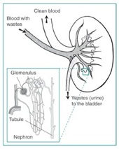 Kidney-detail